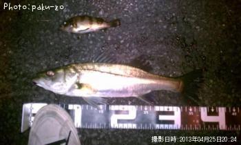 セイゴ