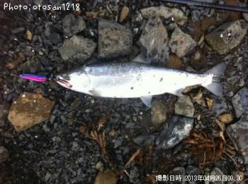 サクラマス