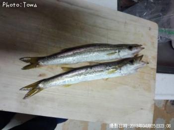 カマス