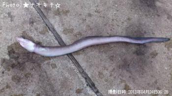 穴子さん