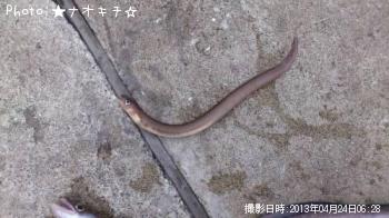 穴子さん