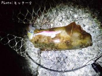 アオリイカ