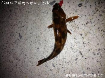 アイナメ