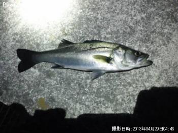 シーバス