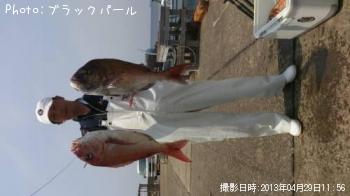 マダイ