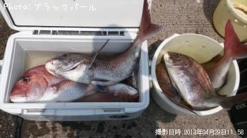 マダイ