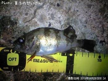 メバル