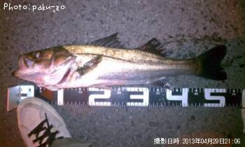 シーバス