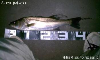 シーバス