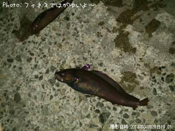 ドンコ