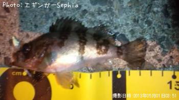 メバル