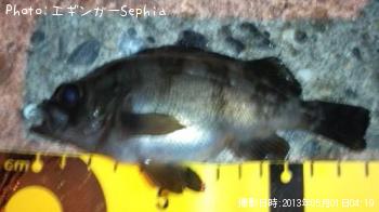 メバル