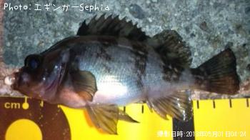 メバル