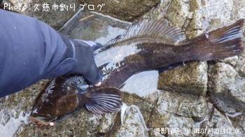 アイナメ