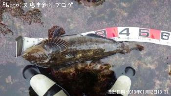 アイナメ
