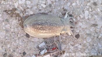 䥱