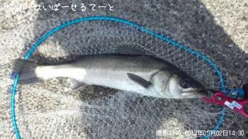 シーバス