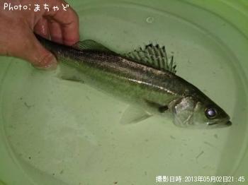 セイゴ