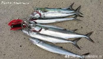 鰆