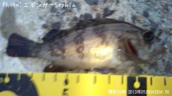 メバル