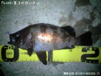 メバル