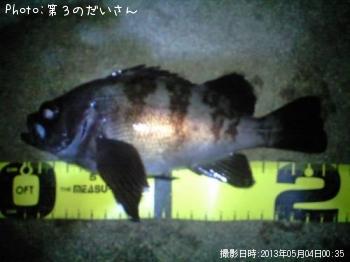 メバル