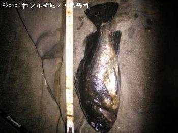 メバル