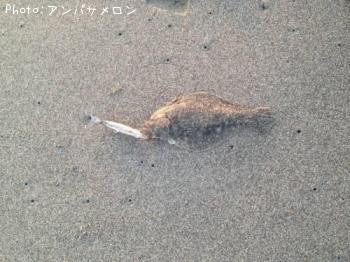 ソゲ