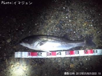 シーバス