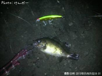 メバル