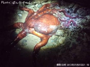 タコ
