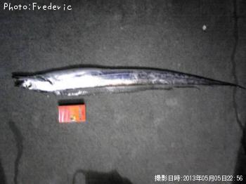 太刀魚