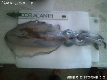 アオリイカ