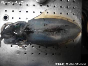 アオリイカ