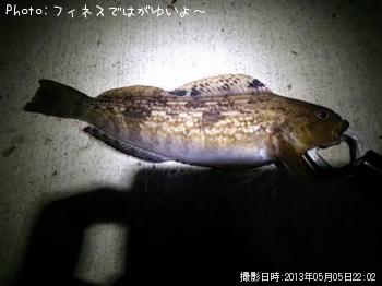 アイナメ