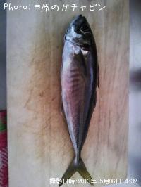 のどくろ鯵