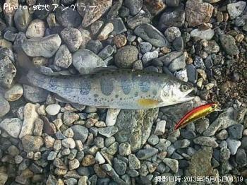 アマゴ