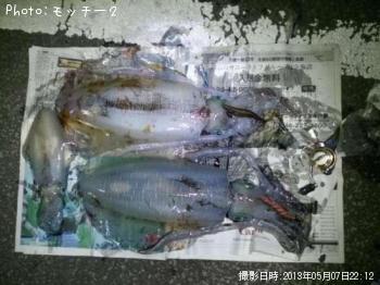 アオリイカg 釣果情報 静岡県熱海市 13年5月7日9時 モッチー２ 即戦力釣り情報