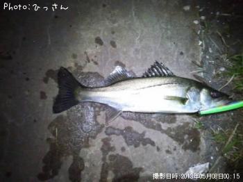 シーバス