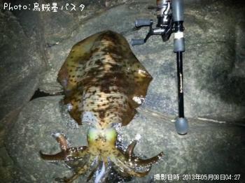アオリイカ