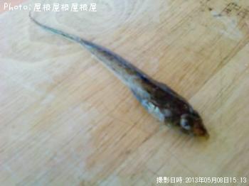 メゴチ