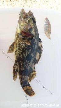 タケノコメバル