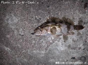タケノコメバル