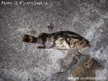 タケノコメバル