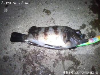 メバル