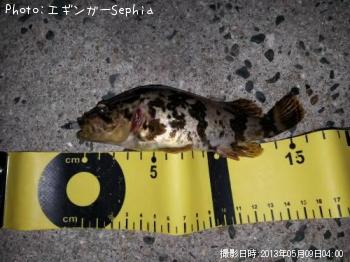 タケノコメバル