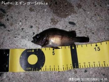 メバル