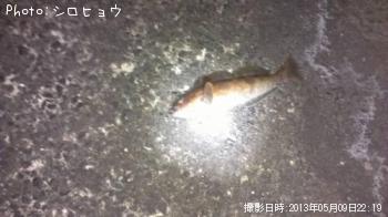 アイナメ