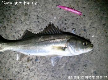 シーバス