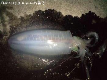 アオリイカ